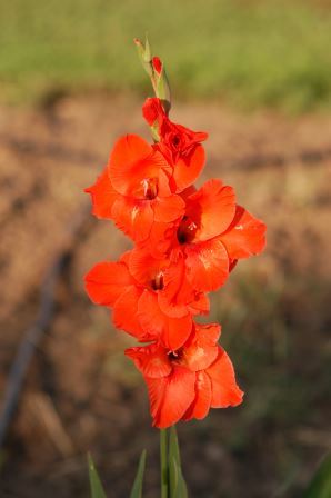 Gladiolus flower