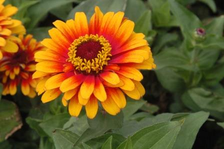Zinnia flower (bicolor)