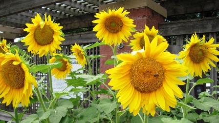 Sunflower plants