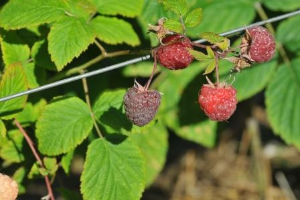Raspberry foliage and fruit
