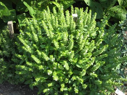 basil plant