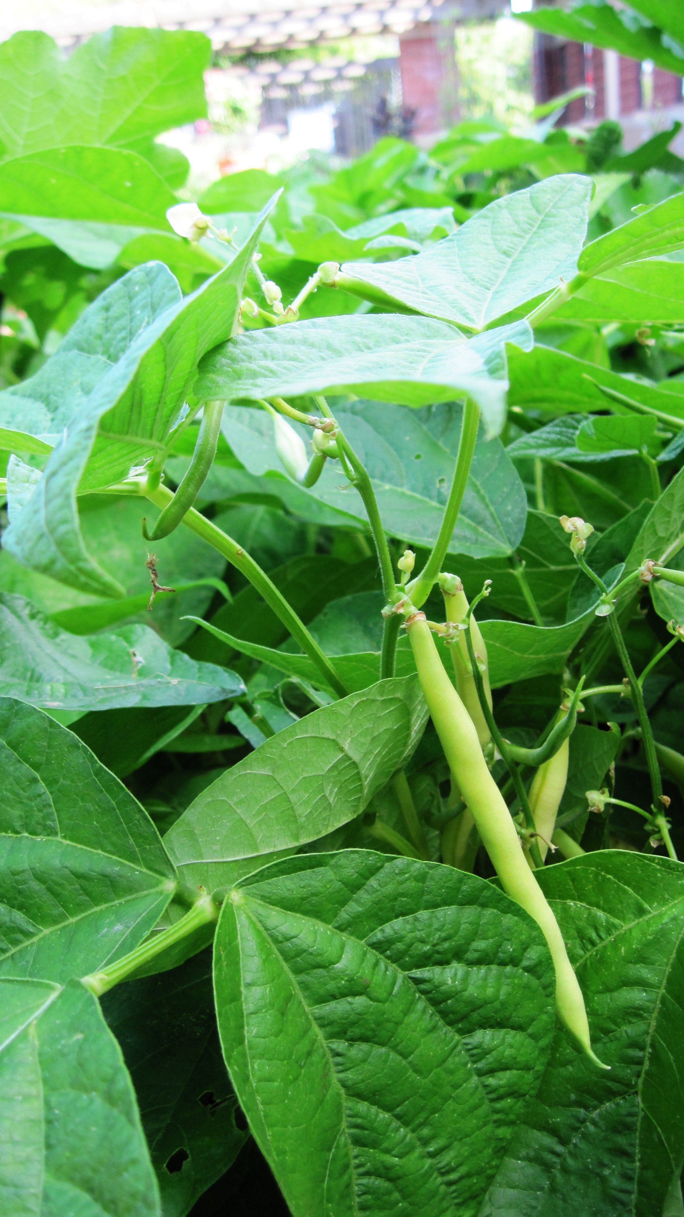 Bean Foliage