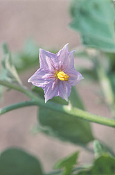 Eggplant flower
